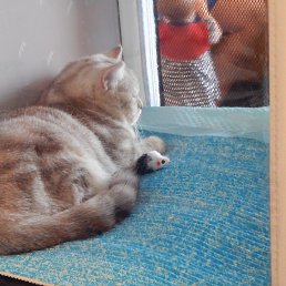 ��������, �����������, 60 ���