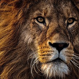 ������, ���������, 34 ����