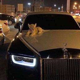 ���� ��������, �����, 41 ��� - ��������� 20 ������ 2024