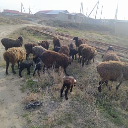 ���� ���������, �����, 55 ��� - ��������� 5 ������ 2024