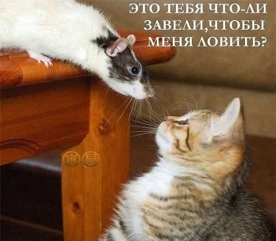 Котенок Тузик поймал крысу. На ближайшей помойке. Вероятно, крыса вынашивала какие-то далеко идущие ...