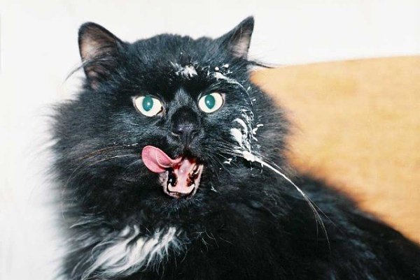 Кот: — Иду я, значит, никого не трогаю… Вдруг, на меня нападает банка сметаны и по морде, и по ...