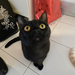 �������, ������, 36 ���