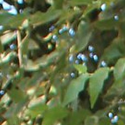 Ozodbek, �����, 20 ���