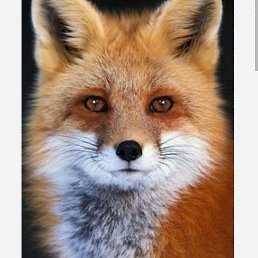 ������, ���������, 53 ����