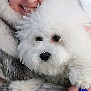 �����, 66 ���, ����