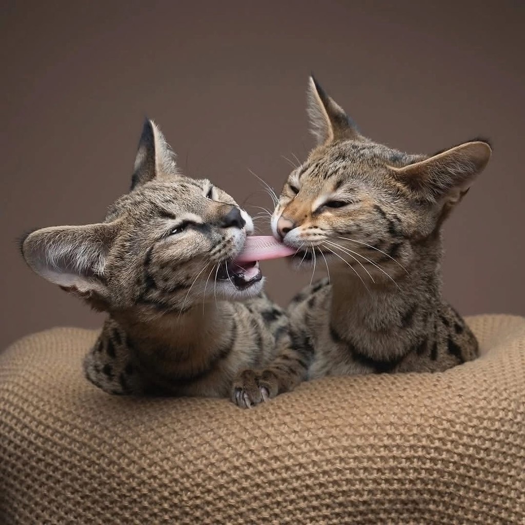 Звучит как фантастика, но это факт: Нильс — профессиональный катограф. Не фотограф, а именно ... - 8