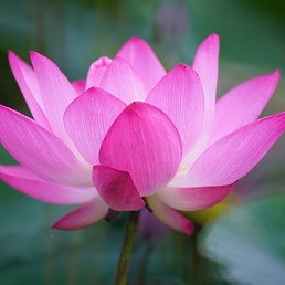 Arhitector, ���������, 41 ���