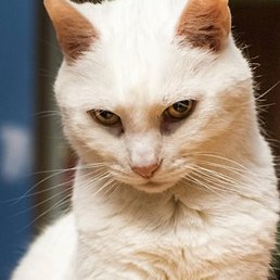 ����, ����������, 35 ���