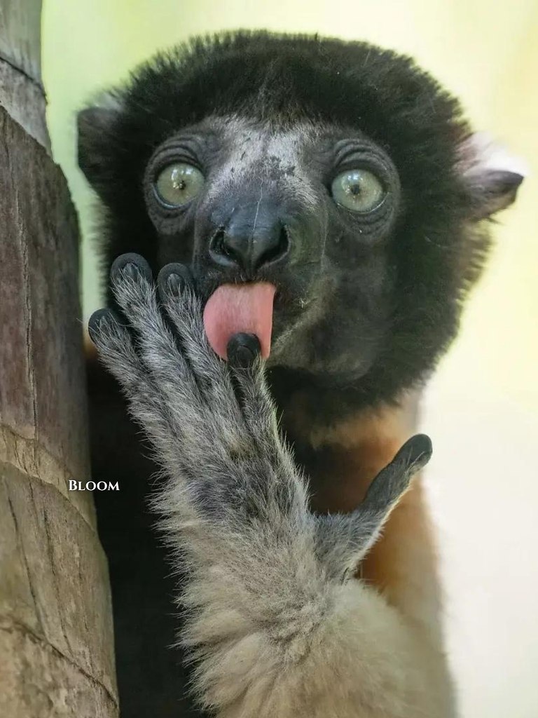 ac opca ce oo o ppo 2025  o acoa oe a  aa ... - 6