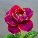 ���� �����, ����� - ��������� 15 ����� 2026