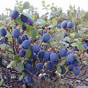 ���� �������, ��������� - ��������� 31 ������� 2025 � ������ ���� ����������