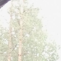 ����, �������, 41 ���