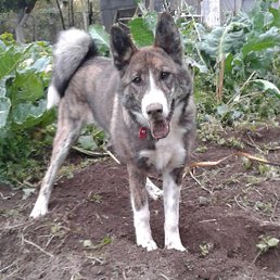 ���������, ������, 25 ���