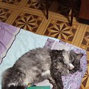 ���� Vinni Kolss, ������ ��������, 58 ��� - ��������� 26 ������ 2024 � ������ ������ ��������