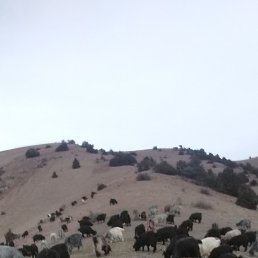 ���������, �����-���������, 34 ����