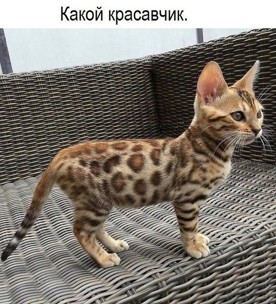 ? ,  ! - 26  2024  12:35