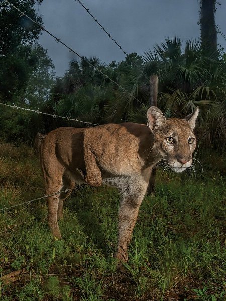    -  .,  ,   .- , ... - 4