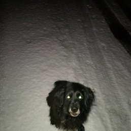 ���������, ���������, 49 ���