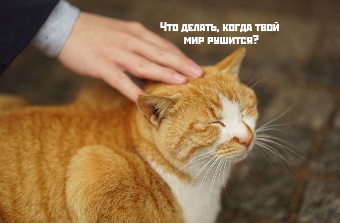Коты-самое лучшее лекарство - 3