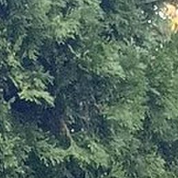 �������, ����� �������, 64 ����