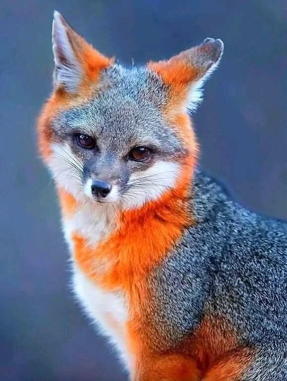 :) Огненная лисичка изумляет своей красотой.