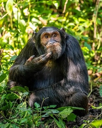 �� ������ ������������ ����� �������� ������� ����� ������� Nikon Comedy Wildlife Awards ���������� ... - 7