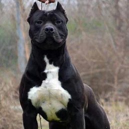 ����, ������, 47 ���