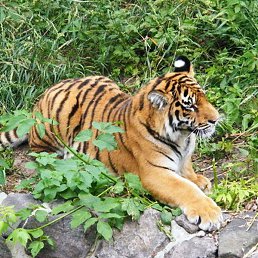 ���������, ����, 33 ����