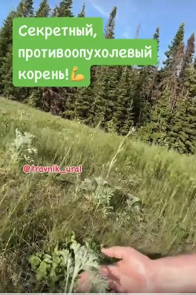 Полынь горькую используют внутрь при следующих состояниях: • нарушение пищеварения, • диарея, • ...