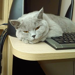 �������, ������, 58 ���