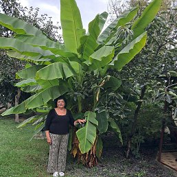 �������, ���������, 68 ���