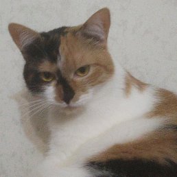 ������, ������, 48 ���