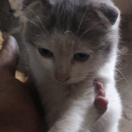 ���������, ��������, 36 ���