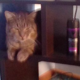 �������, ���������, 46 ���