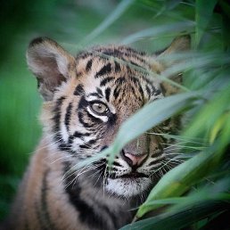 ������, ������