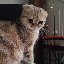 ������, ������, 47 ���