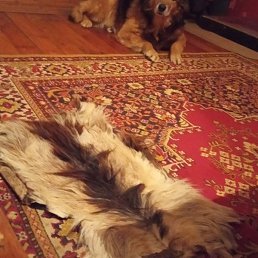 Nadesds, �����, 67 ���