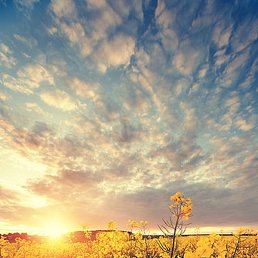 ������, ���������, 52 ����