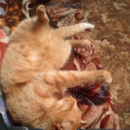 ������, �������, 45 ���