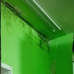 �������, �����-���������, 26 ���