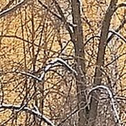 ����, 41 ���, ������������