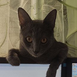 ������, ����, 41 ���