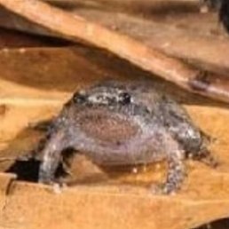 Eugene, ����, 36 ���