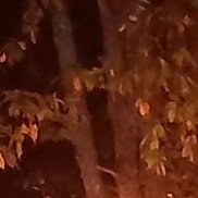 ���������, 41 ���, �����-���������