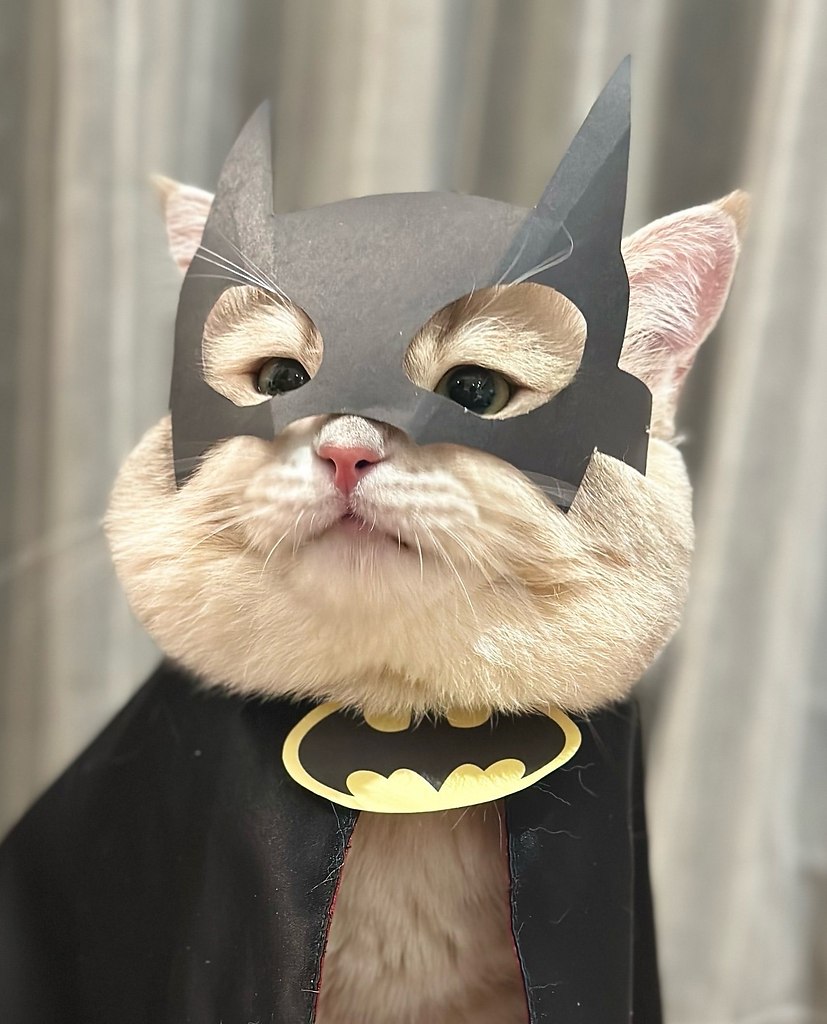 Bat Cat - 2