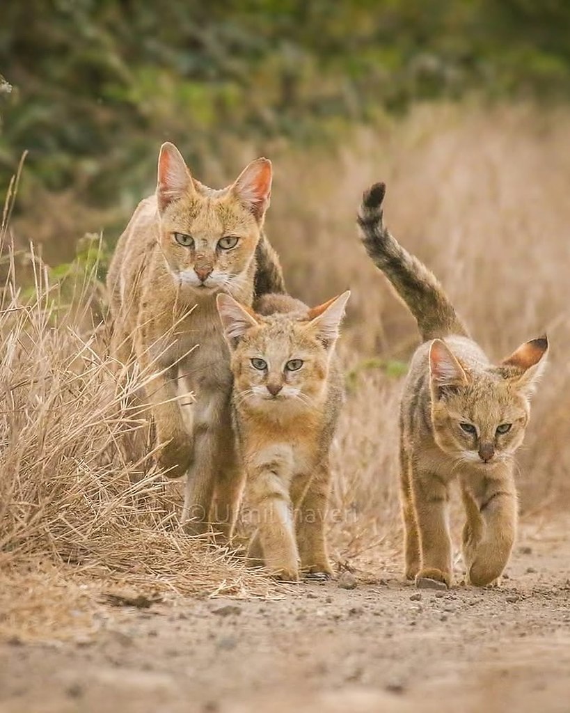 Удивительные кадры диких камышовых котов из Индии от Урмила Джхавери. - 2