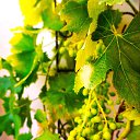 ���� Uegenia, ʸ���, 65 ��� - ��������� 22 �������� 2025 � ������ ���� ����������