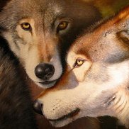 ������, 44 ����, ���������