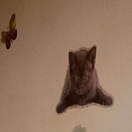 �����, �����-���������, 42 ����